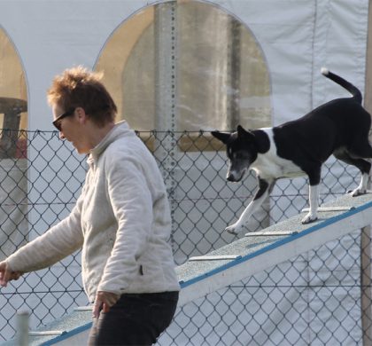 Clubkampioenschappen Agility