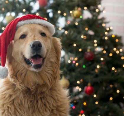 ARL Kerstwedstrijd UITSLAGEN