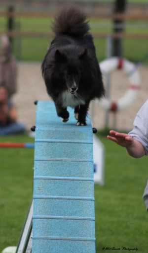 Clubkampioenschappen Behendigheid Kynologenclub Geleen 2015 287