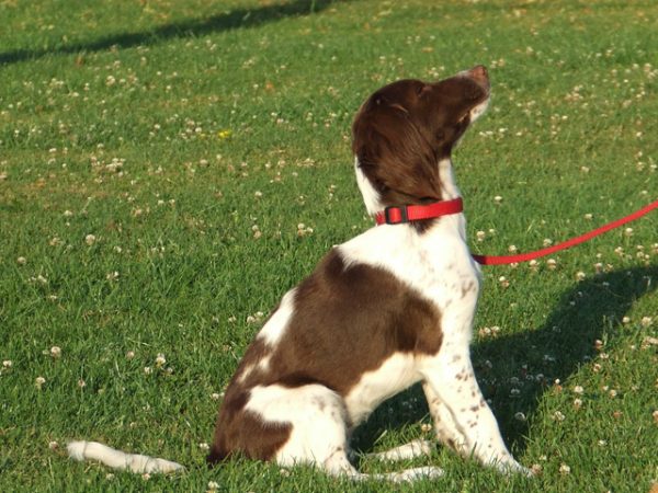 Puppycursus