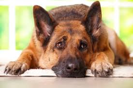Dag Van de hond