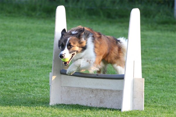 Verlengen leskaart flyball