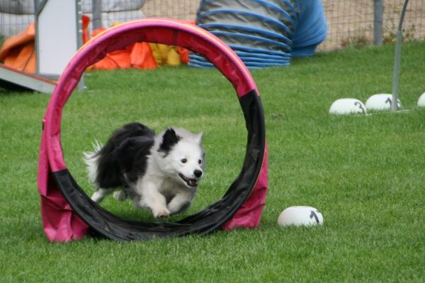 Verlengen leskaart hoopers