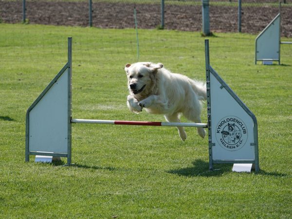 Inschrijven agility Kerstwedstrijd 17 december 2023