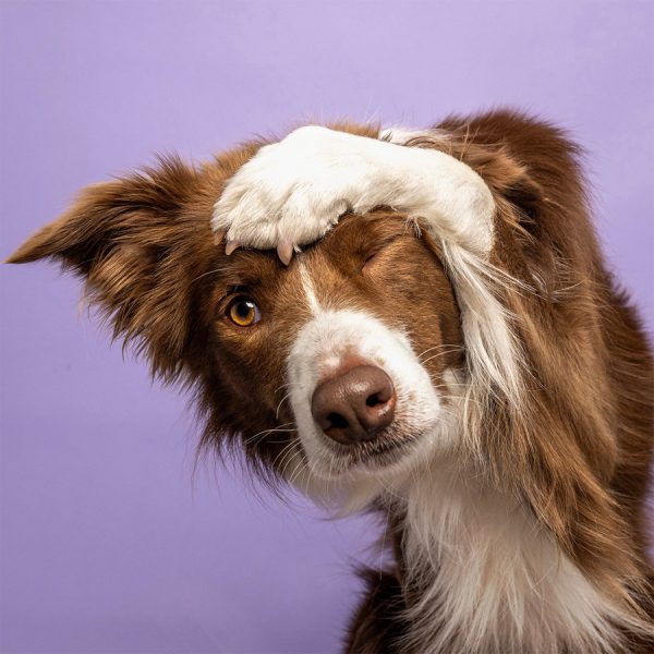 Workshop Dogtricks 9.00 uur